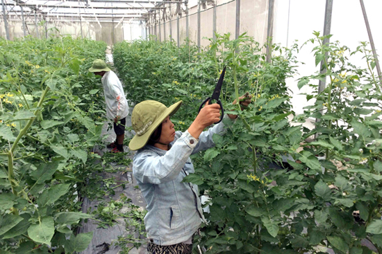 Phát triển chuỗi giá trị sản phẩm nông lâm nghiệp